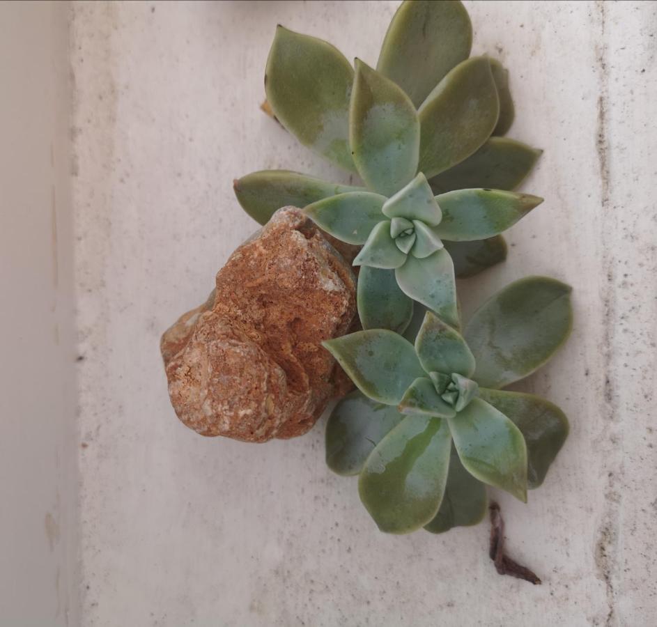Casa Segota 호텔 Veli Iž 외부 사진